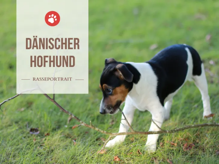 Dänischer Hofhund - Haltung Pflege