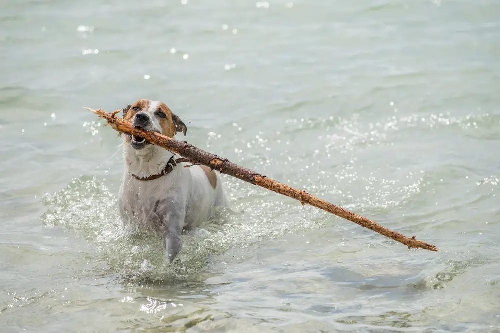 Dänischer Hofhund mit Stock im Wasser
