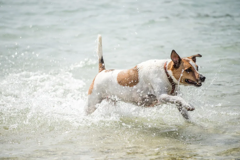 Dänischer Hofhund rennt durch das Wasser