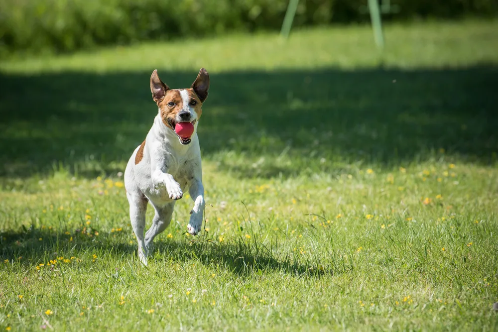 Dänischer Hofhund rennt mit einem Ball über die Wiese