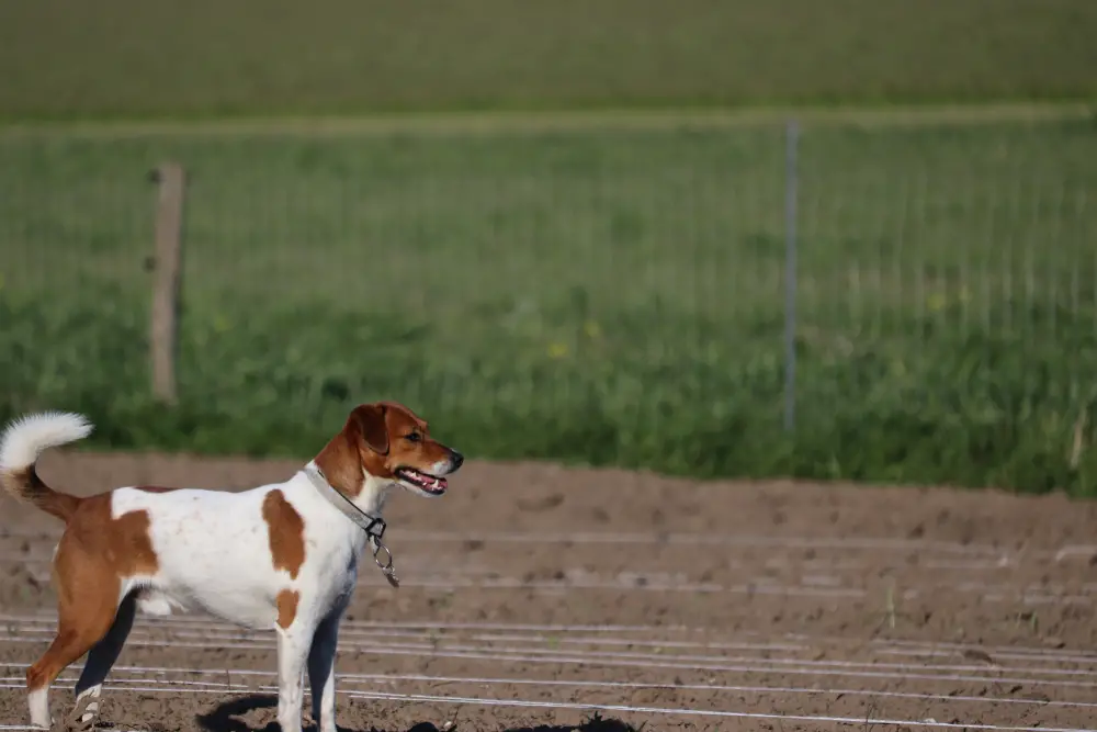 Dänischer Hofhund steht auf einem Feld