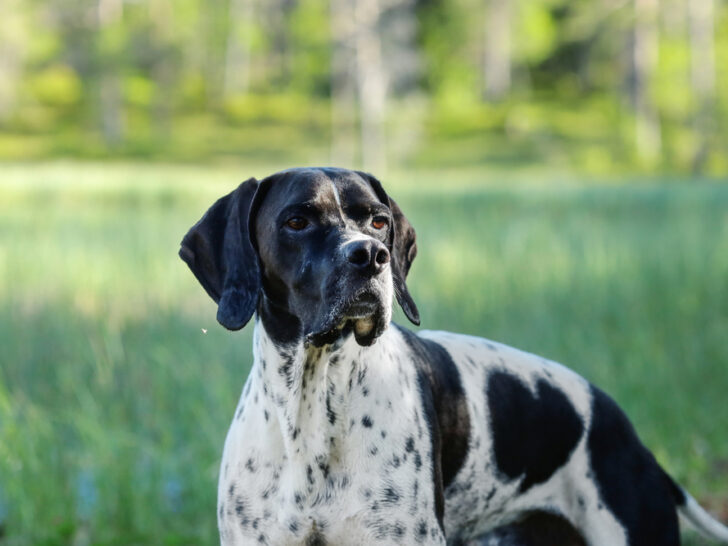 Englischer Pointer