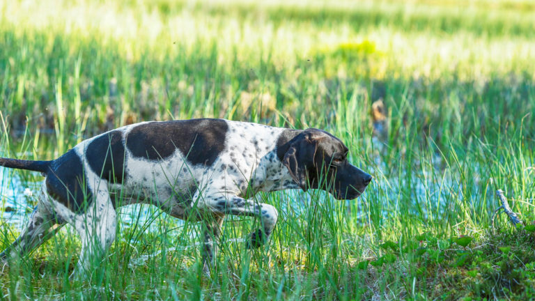 Englischer Pointer Charakter Haltung And Pflege