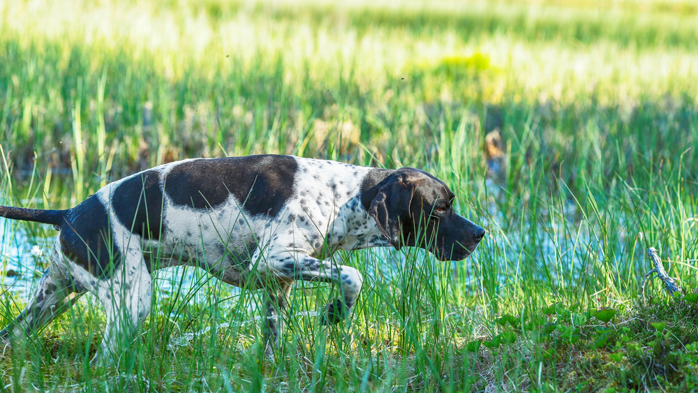 Englischer Pointer schnüffelt auf der Wiese