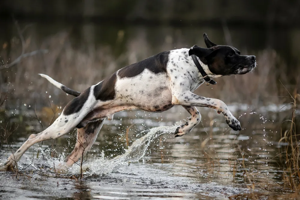 Englischer Pointer springt ins Wasser