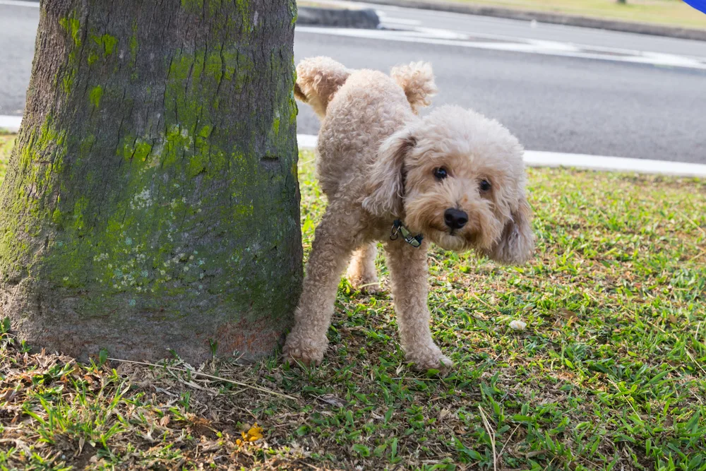 Hund pinkelt an Baum