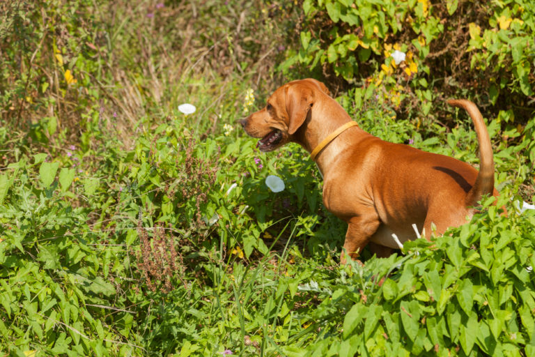 Serbischer Laufhund Charakter, Haltung &amp; Pflege