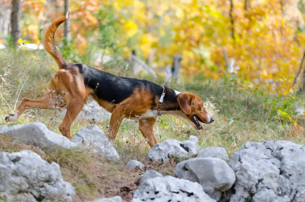 Serbischer Laufhund wittert Fährte