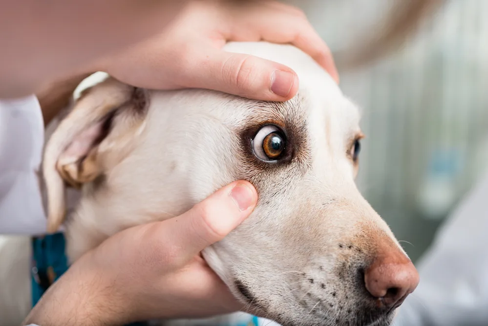 Tierarzt überprüft die Augen des Hundes