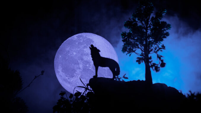hund bellt den mond an hund bellt den mond an