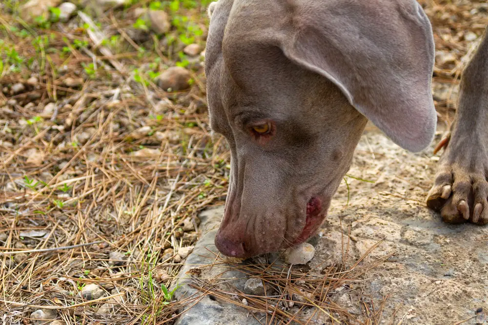 hund frisst kleine steine