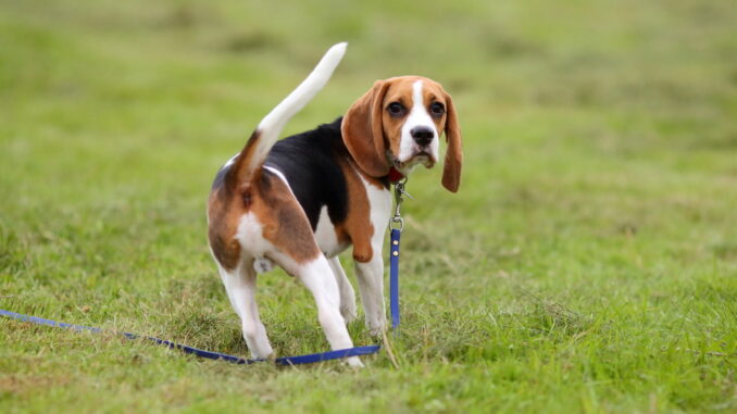 hund riecht nach eisen hund riecht nach eisen