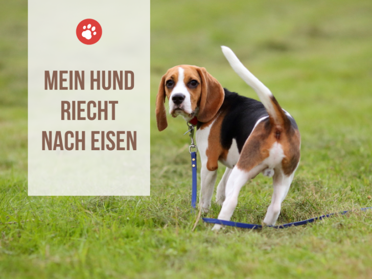 Mein Hund riecht nach Eisen: mögliche Ursachen