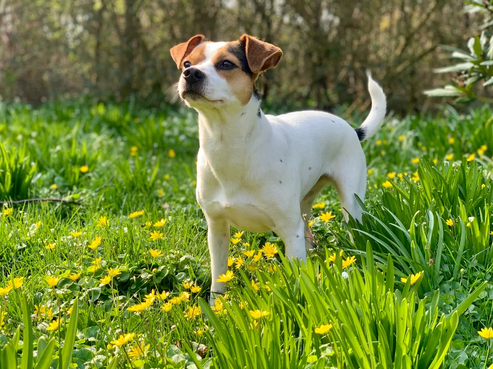 junger Dänischer Hofhund steht im Gras