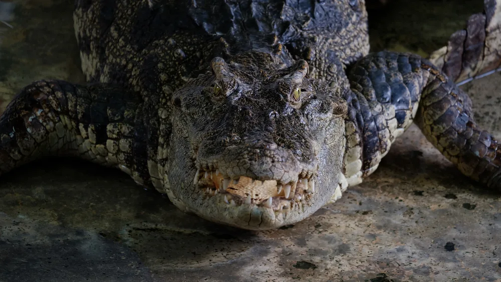 krokodile fressen steine