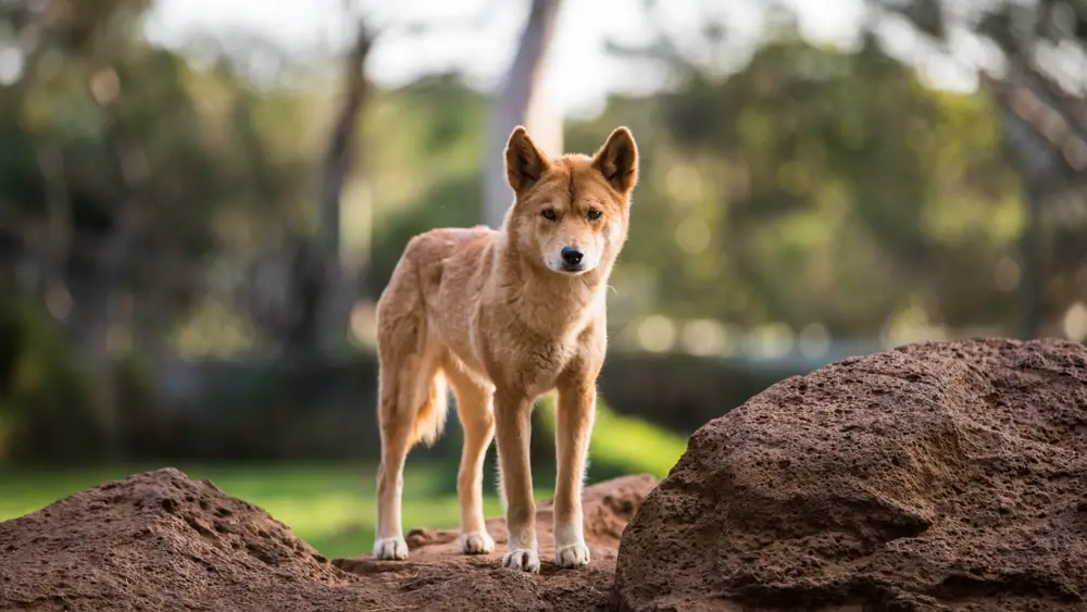 australischer dingo