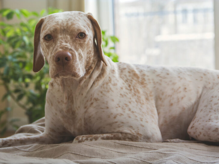 Bourbonnaiser Vorstehhund