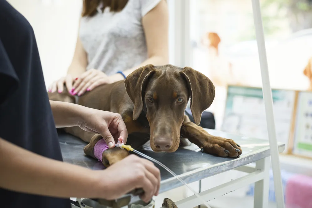 Hund bekommt eine Infusion beim Tierarzt