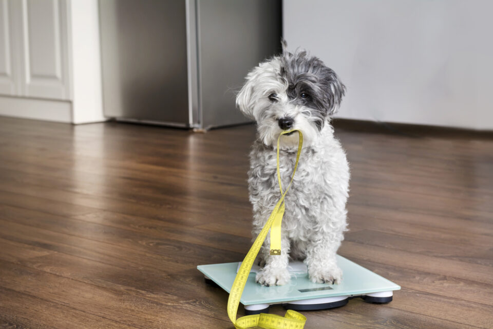 Dein Hund nimmt nicht zu? Das kannst du tun