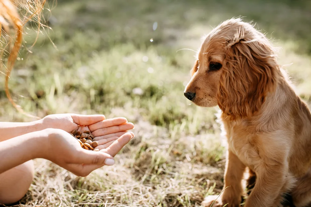 Hund wird aus der Hand gefüttert