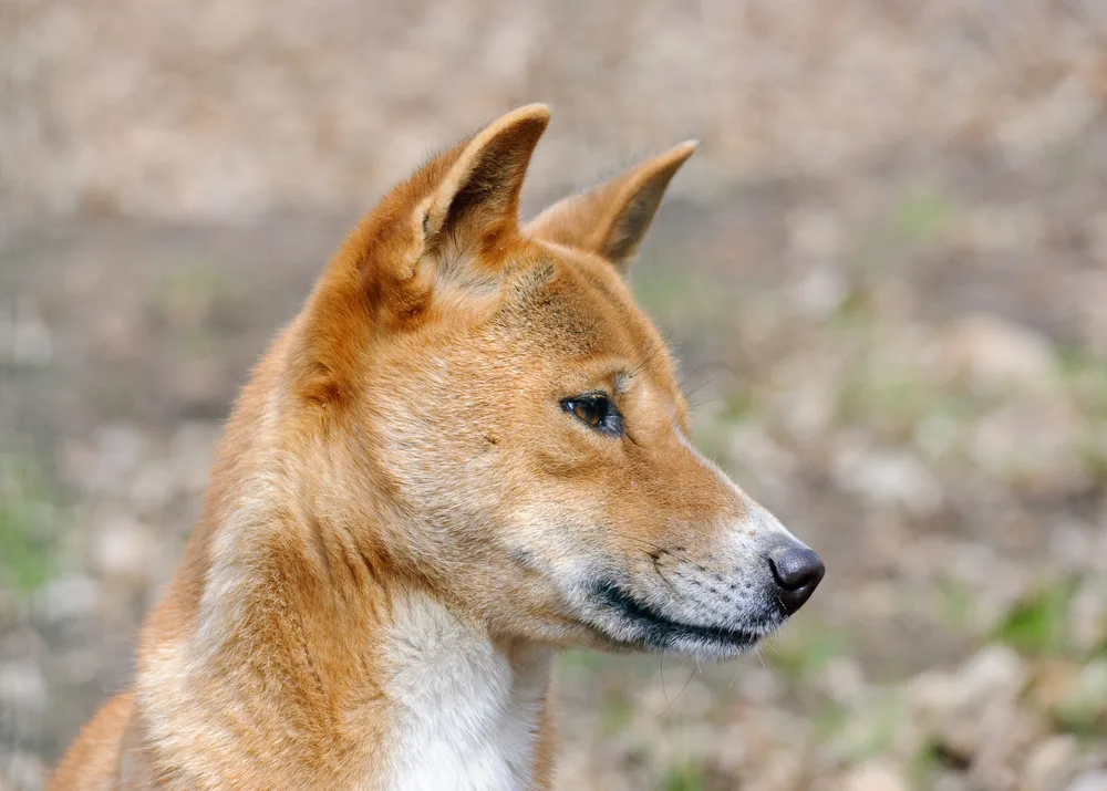 neuguinea-dingo hat spitzen kopf