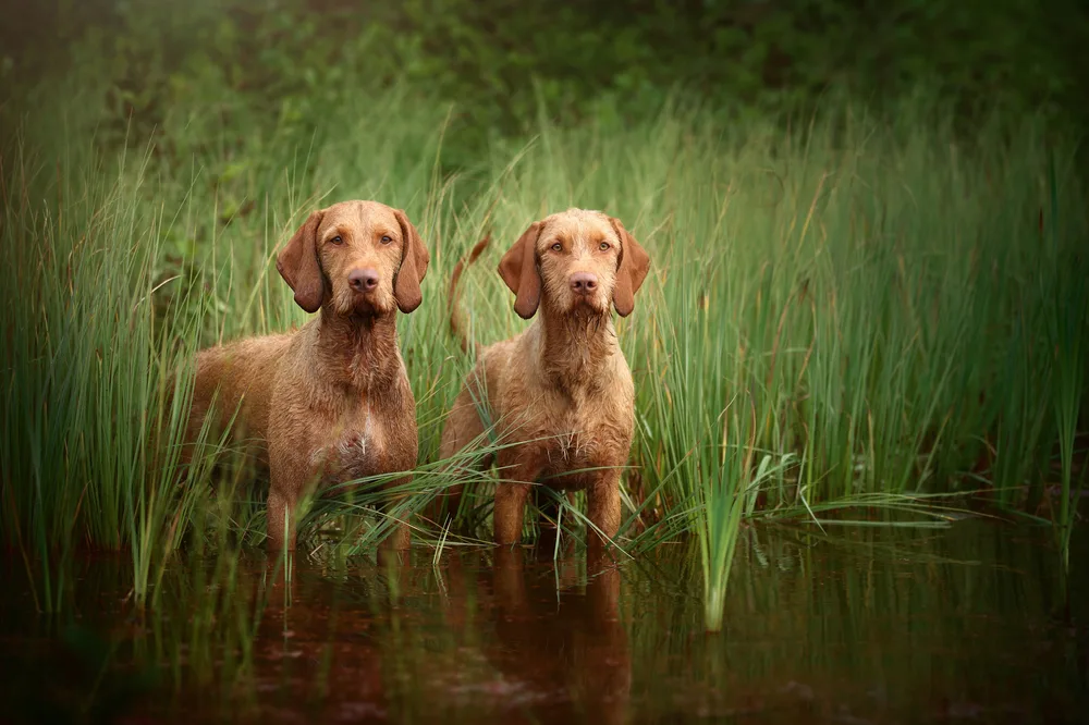 2 Drahthaarige Ungarische Vorstehhunde stehen am Ufer