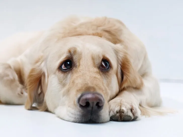 Augenwürmer beim Hund – seltene Parasiten, die oft unerkannt bleiben