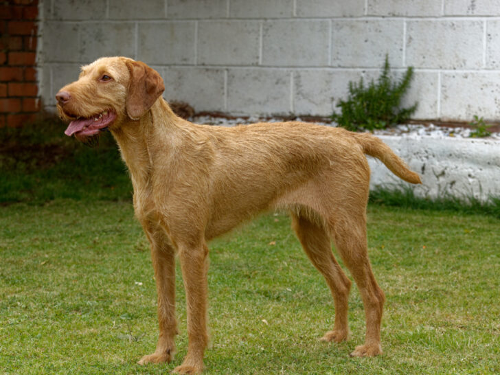 Drahthaariger Ungarischer Vorstehhund