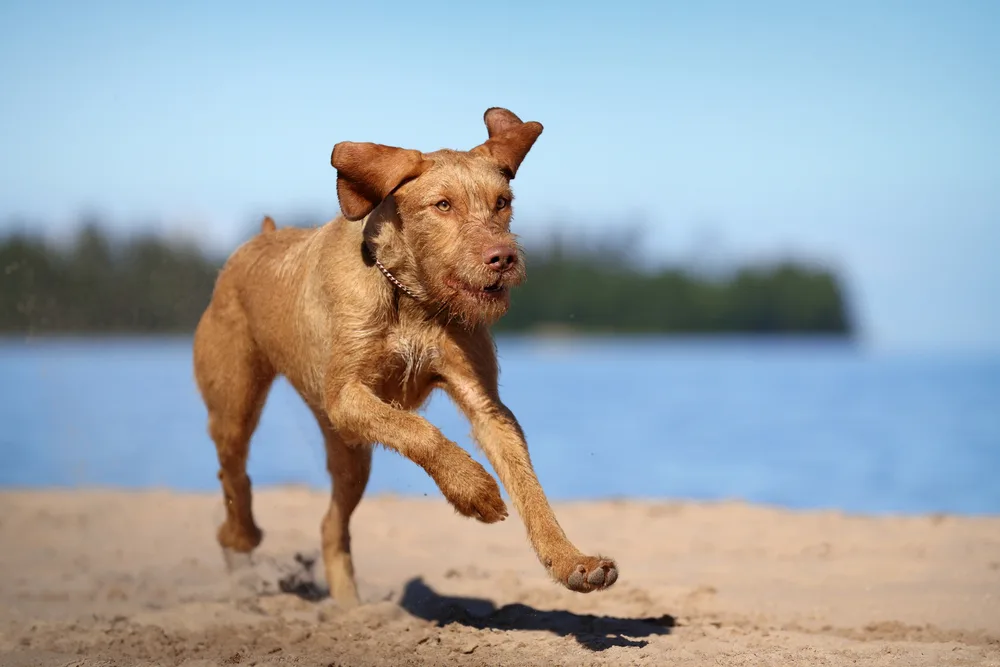 Drahthaariger Ungarischer Vorstehhund rennt am Strand