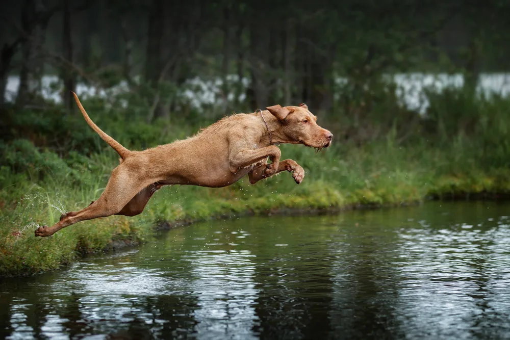 Drahthaariger Ungarischer Vorstehhund springt ins Wasser