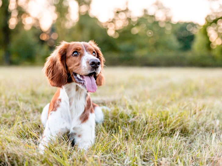 So erkennst Du Hautwürmer beim Hund