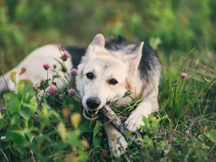Dein Hund frisst Holz – warum und wie Du es vermeiden kannst