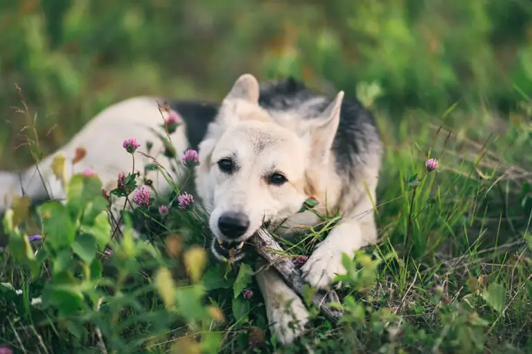 Dein Hund frisst Holz – warum und wie Du es vermeiden kannst