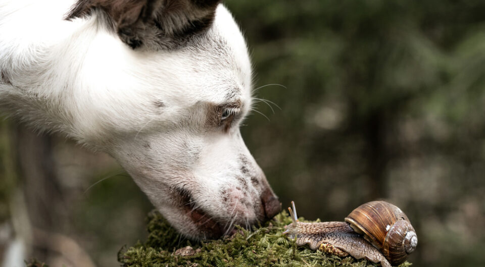 Mein Hund frisst Katzenstreu 4 Gründe warum du dringend handeln solltest
