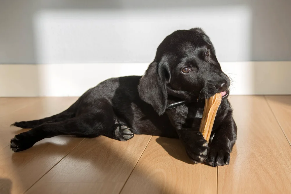 Labrador Welpe kaut an einem Knochen