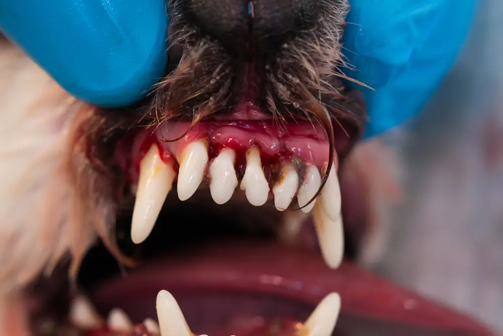 Parodontitis beim Hund