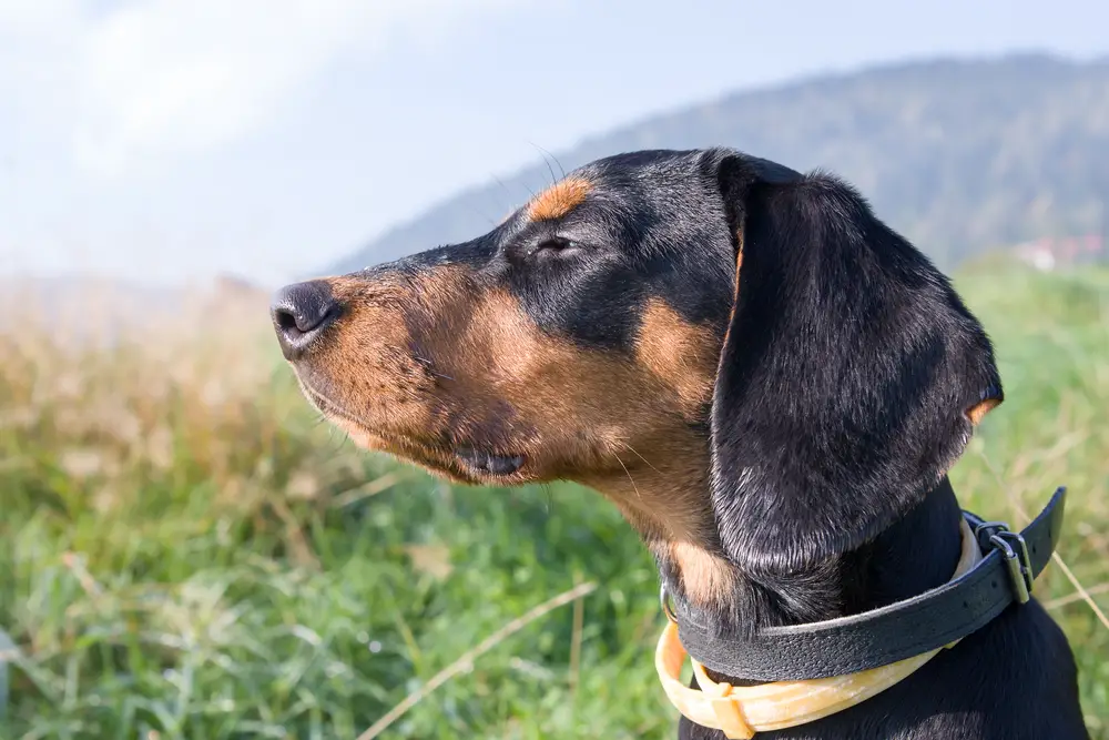 Polnischer Laufhund hat eine spitze Kopfform