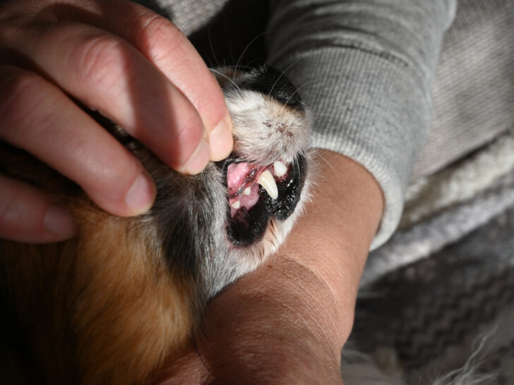 Schwarzes Zahnfleisch beim Hund – 5 Gründe & Erklärungen