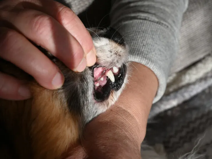 Schwarzes Zahnfleisch beim Hund – 5 Gründe & Erklärungen