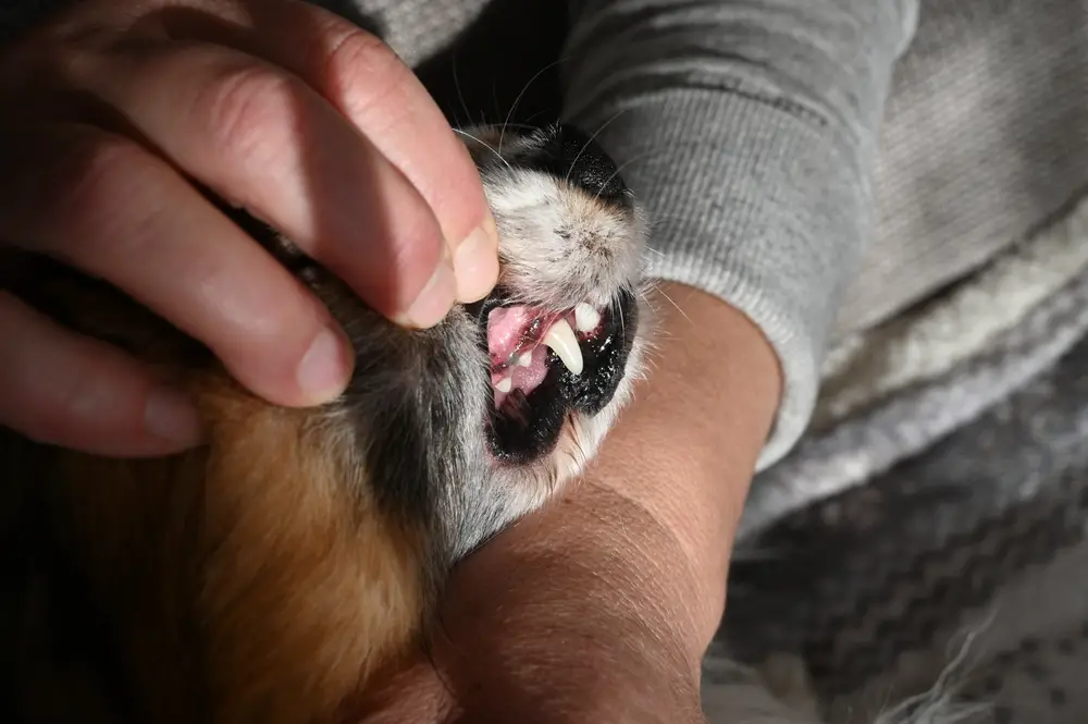 Schwarzes Zahnfleisch beim Hund – 5 Gründe & Erklärungen