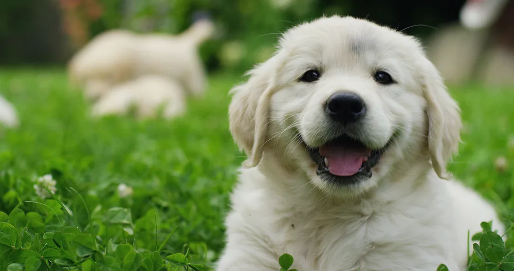 golden retriever welpe liegt auf der wiese