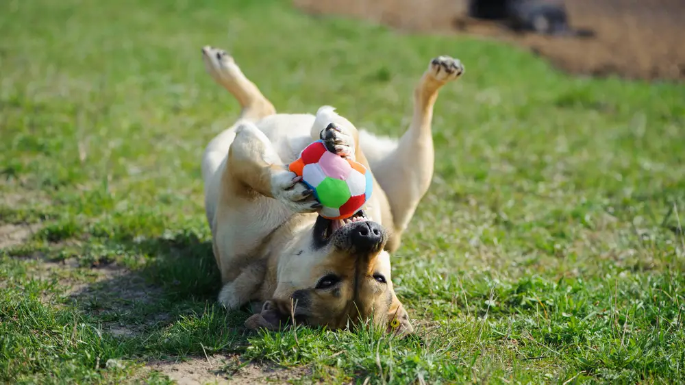 Hund spielt mit einem Ball auf der Wiese
