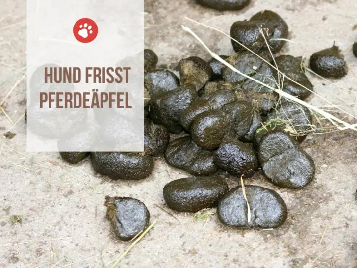 Mein Hund frisst Pferdeäpfel – Gründe und Tipps