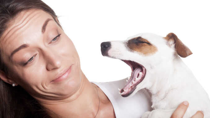 Hund riecht nach Ammoniak