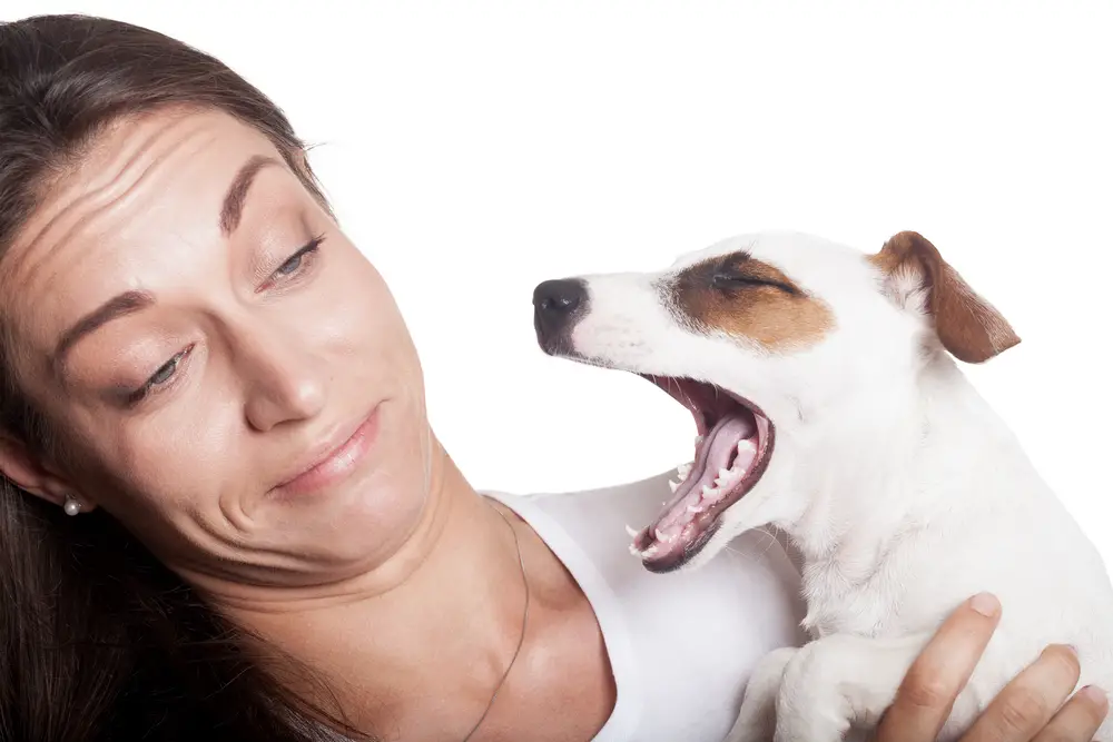 Mein Hund riecht nach Ammoniak – Warum?