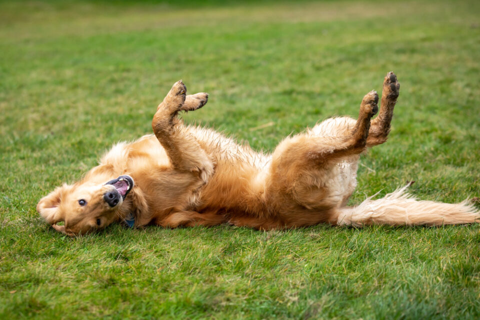 Mein Hund markiert in fremder Wohnung 5 Gründe und Tipps