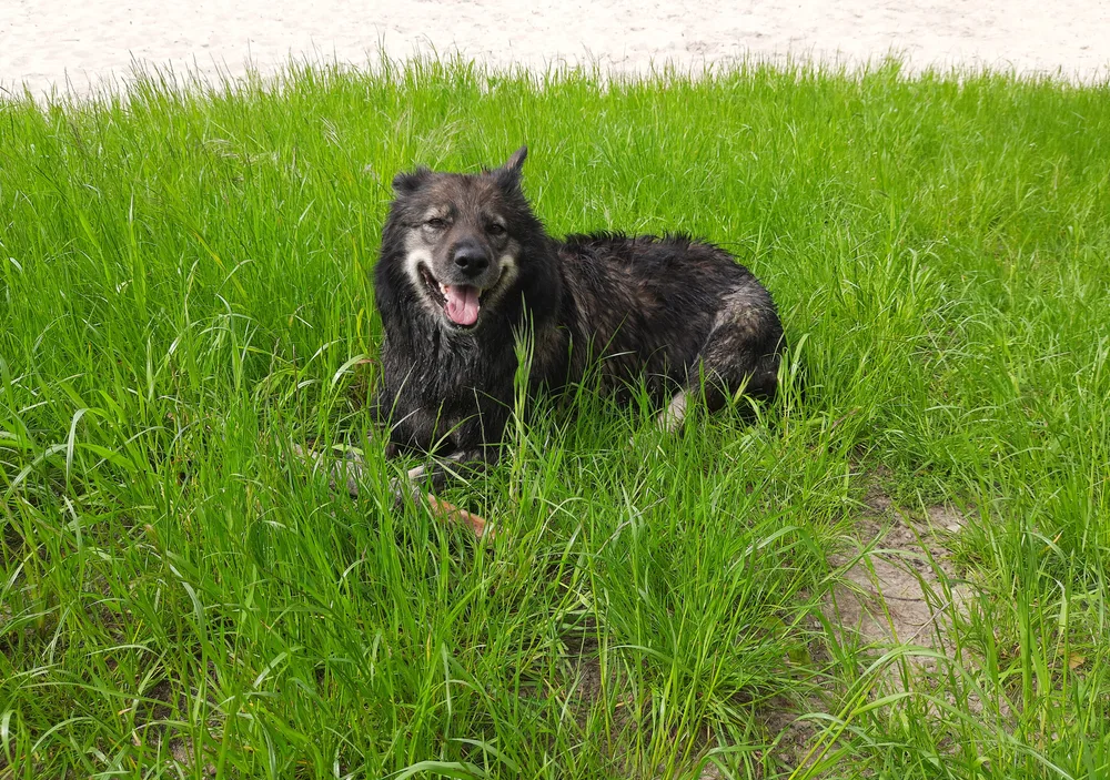 istrianer schäferhund auf der wiese