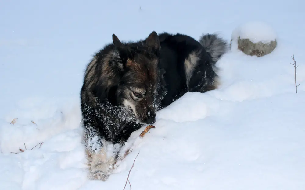 istrianer schäferhund im schnee