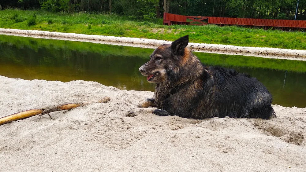 istrianer schäferhund im sand