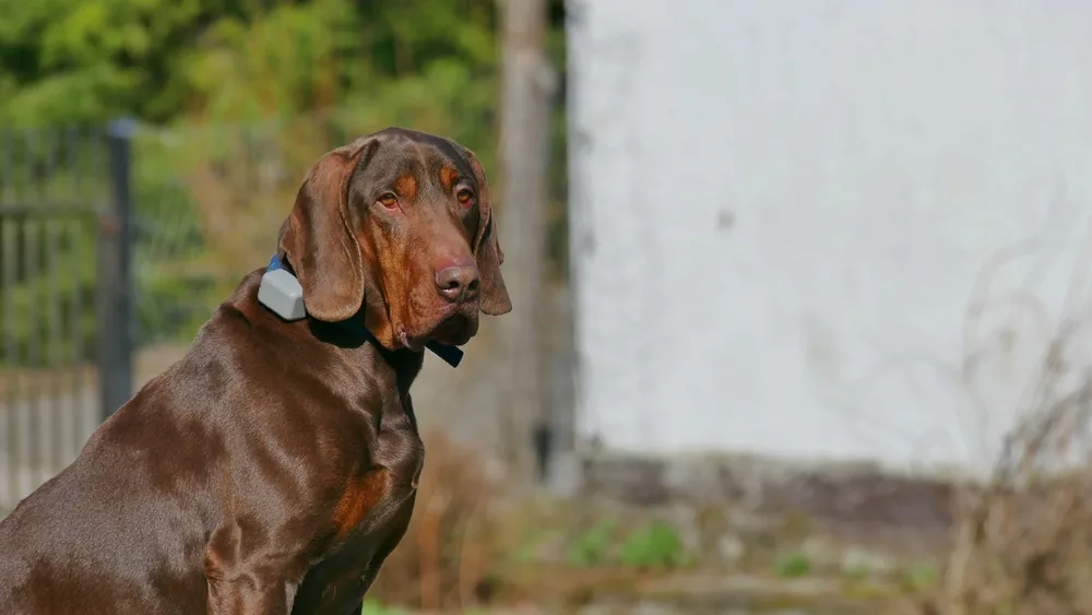 rot-brauner Polnischer Laufhund im Garten